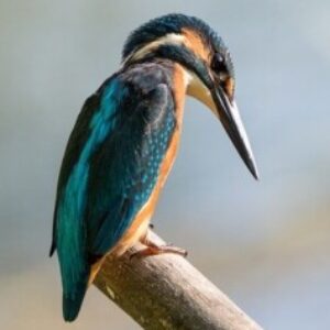 Group logo of Nature Lovers